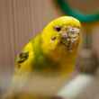 12 Најопаснијих болести папагаја