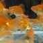 Болести златних рибица и њихово лечење