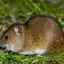 Опасност пољског миша за усјеве. Методе контроле волухарица